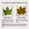 Hand-carved maple leaf customization